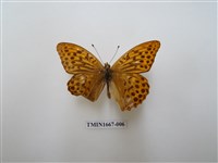 藏品(綠豹蛺蝶)的圖片